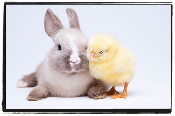 Cute gray and white bunny with a baby chick