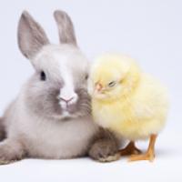 Cute gray and white bunny with a baby chick