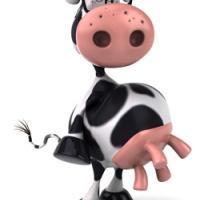 Cartoon cow showing his udders