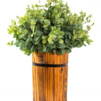 Wooden pot of eucalyptus