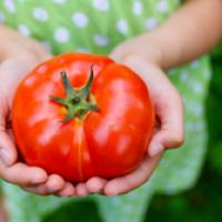 Tomato