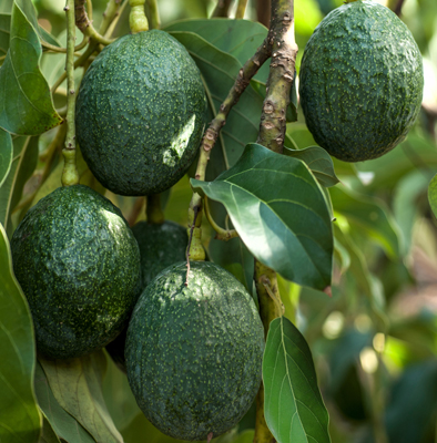 Avocado Tree